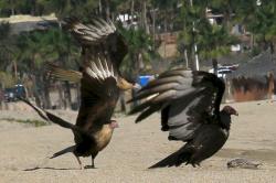 Caracara called in some recruits and outnumbered the vulture.